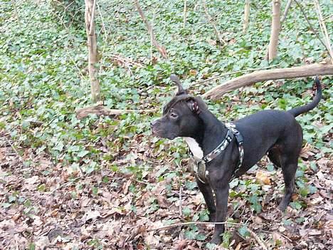 Amerikansk staffordshire terrier zinko #R.I.P# - Elsker at være i skoven billede 8