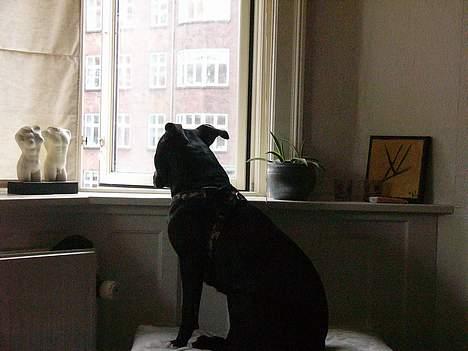 Amerikansk staffordshire terrier zinko #R.I.P# - Holder også øje med det hele.. billede 9