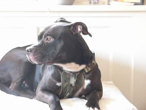 Amerikansk staffordshire terrier zinko #R.I.P# - mors lille engel. billede 10