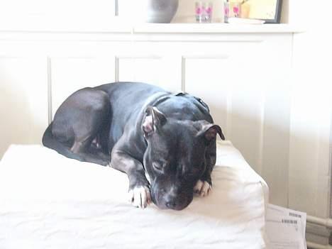 Amerikansk staffordshire terrier zinko #R.I.P# billede 11