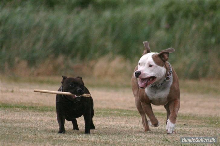 Staffordshire bull terrier Sasha  - ude og leje med iceman. Tak for de fine billeder billede 20