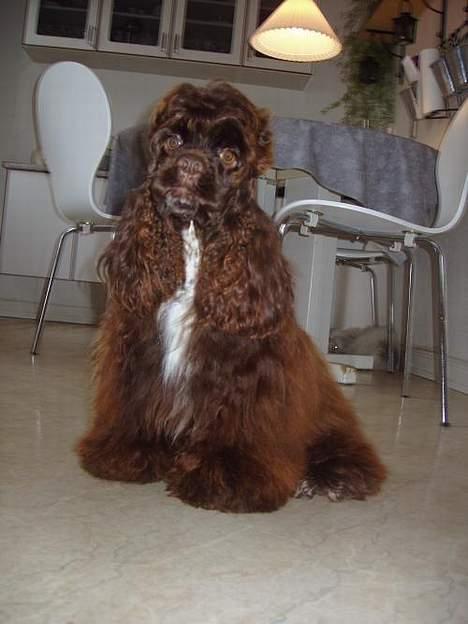 Amerikansk cocker spaniel Truly Yours Jennifer Lope - Beatles Hår :-) billede 3