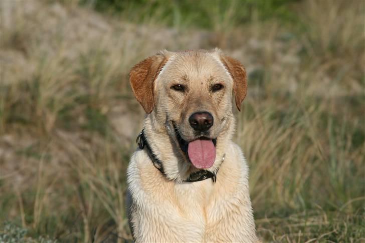 Blanding af racer *zero Sugar* - Zero den bette skid :) billede 15