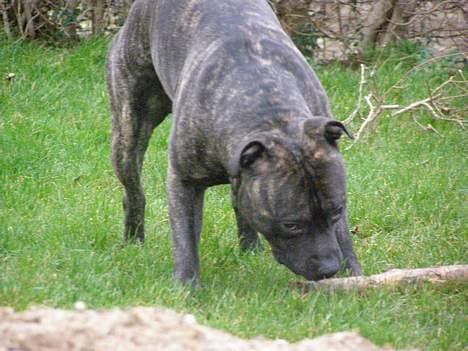 Amerikansk staffordshire terrier Banzai den bedste - det kan du godt glemme det her er min kæp billede 14