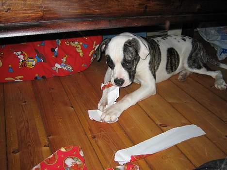 Amerikansk bulldog Aicha - Jeg elsker gaver, men papiret er dog det bedste. billede 8