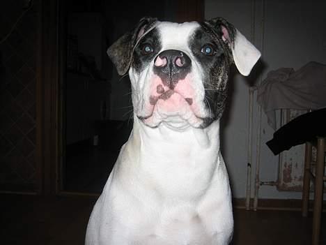 Amerikansk bulldog Aicha billede 9