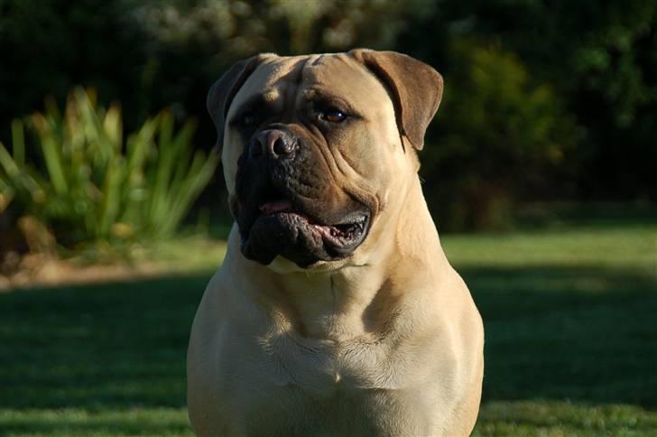 Bullmastiff Bullsaint's afra  billede 1