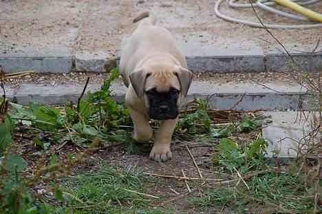 Bullmastiff Bullsaint's afra  billede 2