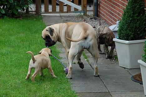Bullmastiff Bullsaint's afra  billede 3