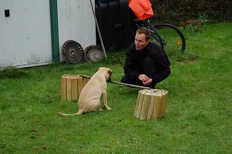 Bullmastiff Bullsaint's afra  billede 4