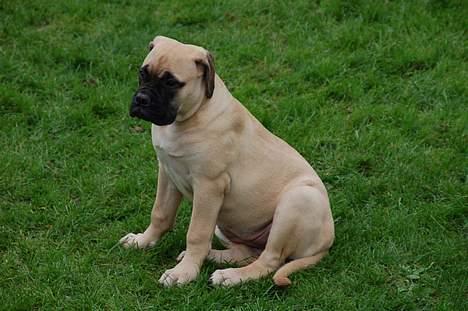 Bullmastiff Bullsaint's afra  billede 5