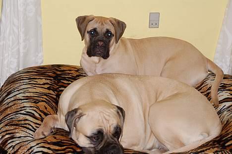 Bullmastiff Bullsaint's afra  billede 6