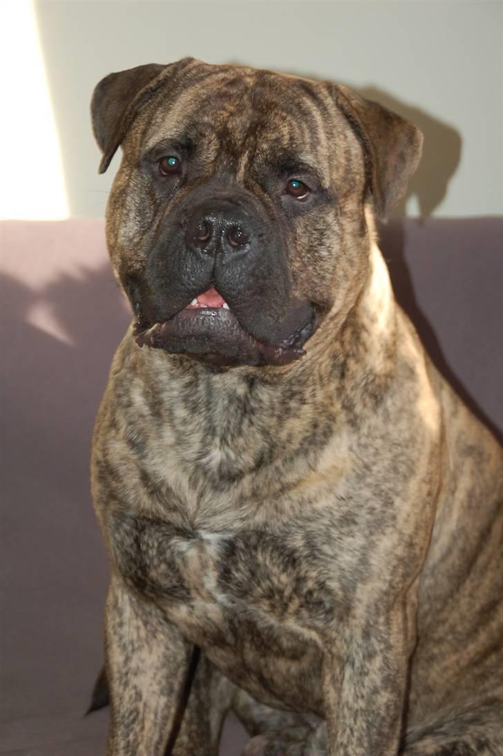 Bullmastiff  Anno " vi savner dig" billede 1