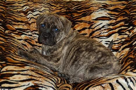 Bullmastiff  Anno " vi savner dig" billede 2