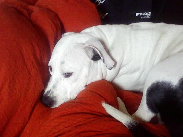 Amerikansk staffordshire terrier Thia (Himmelhund) - Hej, jeg hedder Thia.. Velkommen til min profil :o) billede 1