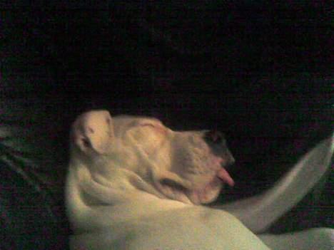 Amerikansk staffordshire terrier Thia (Himmelhund) - Zzzzzzzz....Det er dejligt at få en lille lur... Vidste du ville tage billeder mor, så rækker tunge!! billede 2