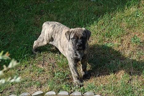 Bullmastiff  Anno " vi savner dig" billede 3