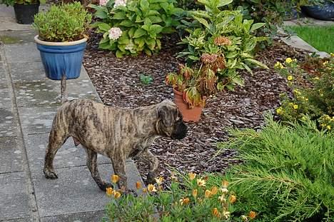 Bullmastiff  Anno " vi savner dig" billede 4