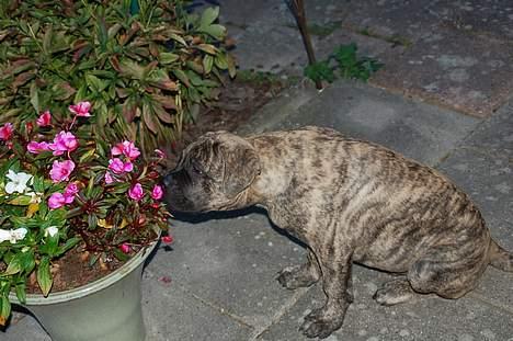 Bullmastiff  Anno " vi savner dig" billede 5