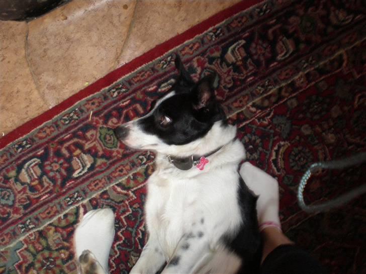 Border collie Myra <33  - Velkommen til Myras profil (: Læg en kommentar . haha !! :b  billede 1