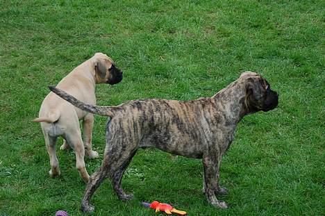 Bullmastiff  Anno " vi savner dig" billede 6