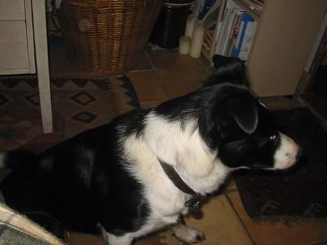 Border collie Myra <33  - mylle ser no´et ? . :o  billede 4