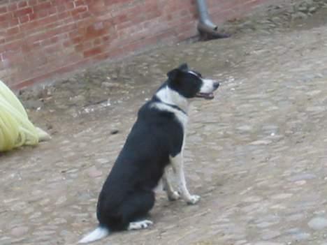 Border collie Myra <33  - Mysse er glad <3  billede 5