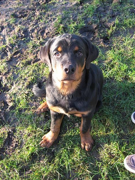 Rottweiler Manson *11/2-2009* billede 20