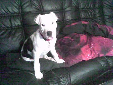 Amerikansk staffordshire terrier Thia (Himmelhund) - Det var den 11/01-2007 hvor jeg fik hende.. billede 3