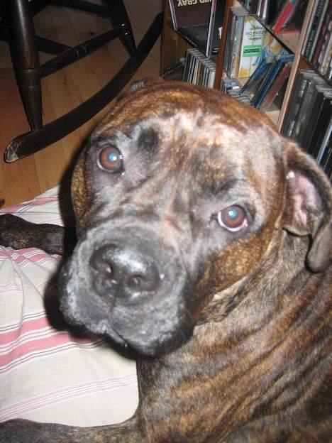 Blanding af racer Fanja billede 15