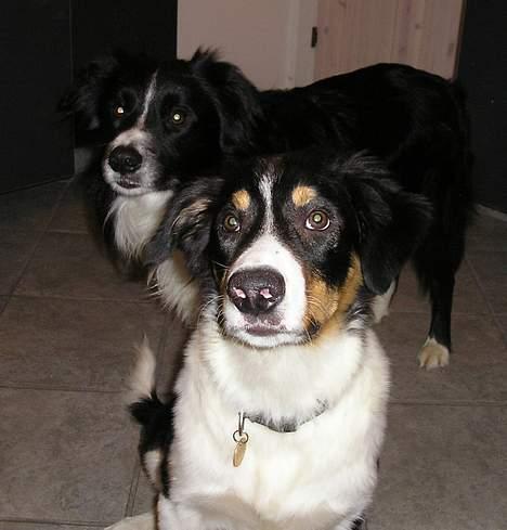 Border collie Baloo - Her er jeg med storebror, 21 uger gammel, er jeg ikke smuk :o)) billede 16