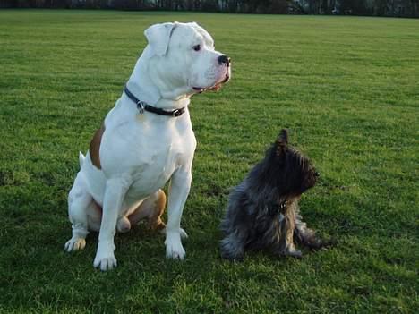 Amerikansk bulldog Dupont RIP - Mine 2 smukke vovser som sidder og hygger :-) billede 10