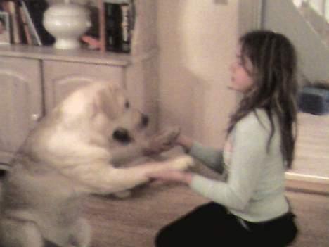 Labrador retriever Zanga - Se! Jeg kan give begge poter - er jeg ikke dygtig? billede 6