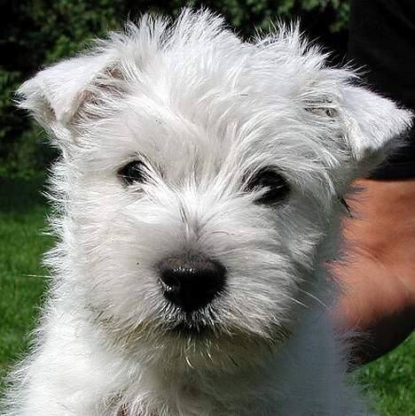 West highland white terrier Lucky - Kun 8 uger billede 1