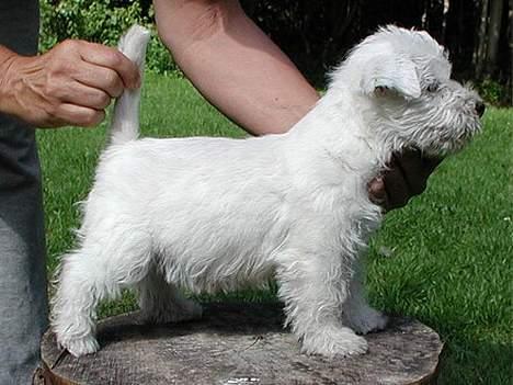 West highland white terrier Lucky - Prøver at stå fint billede 2