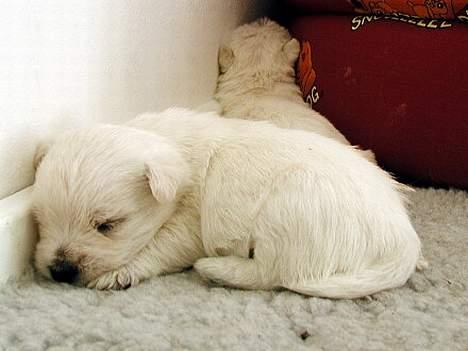 West highland white terrier Lucky - Ikke så gammel billede 3