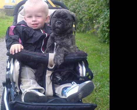 Bullmastiff Buller (DØD)7mdr 2012 - Max og Buller er på vejen igen... Buller var doven og gad ikk gå mere, så han måtte  også blive kørt. :o) billede 2