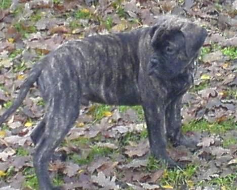 Bullmastiff Buller (DØD)7mdr 2012 - Buller i skoven  billede 3