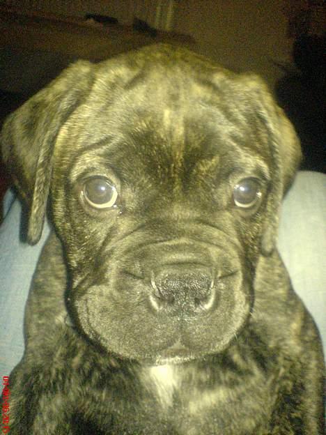 Bullmastiff Buller (DØD)7mdr 2012 - Hmm...  billede 4