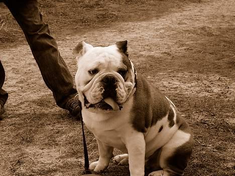 Engelsk bulldog Spencer - hvad...? billede 7