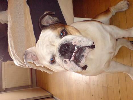 Engelsk bulldog Spencer - sagde du noget? billede 8