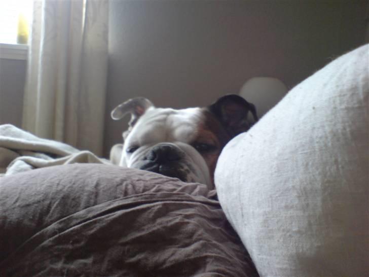 Engelsk bulldog Spencer - smut, jeg sover billede 9