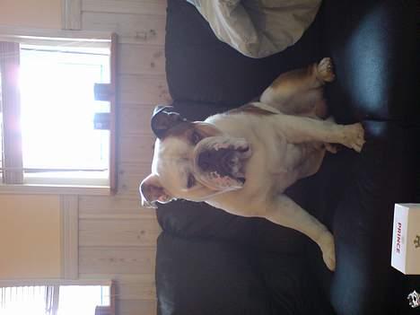 Engelsk bulldog Spencer billede 10