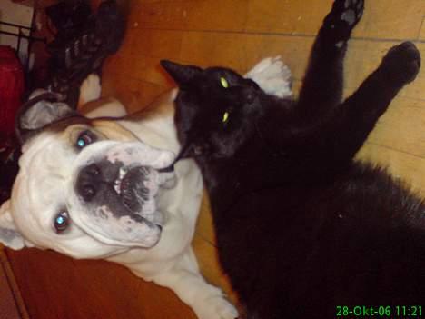 Engelsk bulldog Spencer - Min "storebror" Futte og mig hygger billede 11