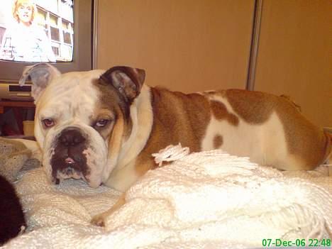 Engelsk bulldog Spencer - Hvad vil du? jeg ser fjernsyn... billede 12