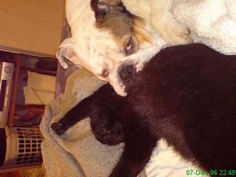 Engelsk bulldog Spencer - Vi elsker hinanden billede 13