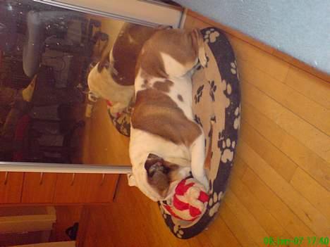 Engelsk bulldog Spencer - Min nye bamse, som jeg kan patte på i timevis billede 14