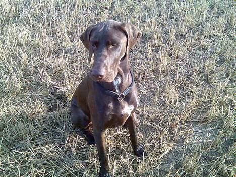 Korthåret hønsehund Rocky billede 14