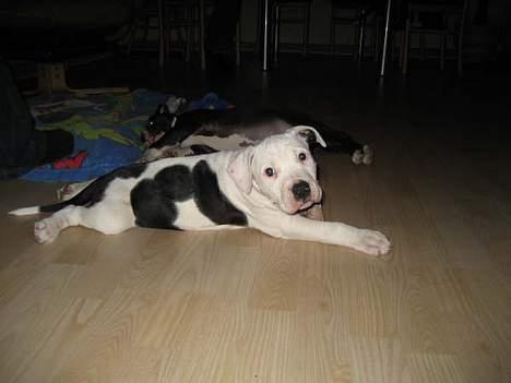 Amerikansk staffordshire terrier Thia (Himmelhund) - Jeg flader da lige totalt helt ud har... billede 4