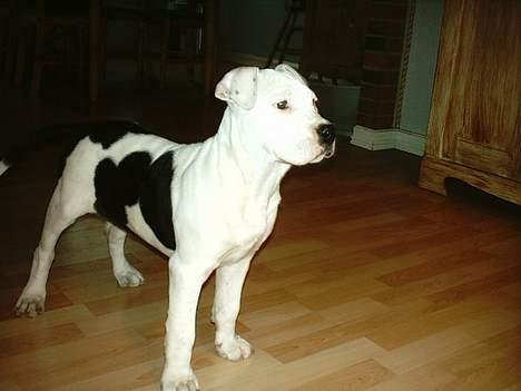 Amerikansk staffordshire terrier Thia (Himmelhund) - Skal du også have et hvor jeg står helt lige!?!?   ;-b billede 5